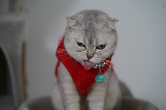 Playful Gray Cat in Cozy Red Sweater Sticks Out Tongue While Sitting Comfortably, Perfect for Animal Lovers, Pets, and Feline Moments