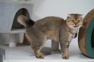 Cute domestic cat stands on a cat tree licking its nose in a cozy indoor environment with soft lighting and playful decor elements surrounding it © วรรณภา มะโนศรี