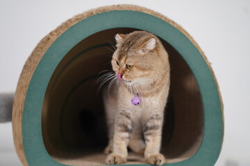 Playful cat exploring cozy tunnel habitat, showcasing curiosity and charm in a serene indoor...