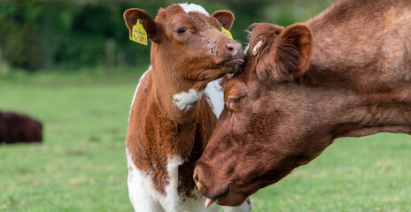 Bonding between a mother cow and her calf.
