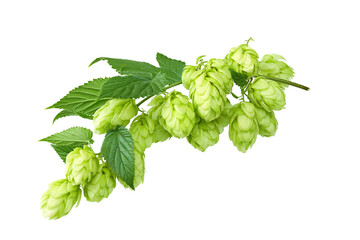 Hop cones isolated on white background. Beer brewery concept. clipping path