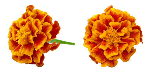 Orange Marigold flower (Tagetes erecta, Mexican marigold, Aztec marigold, African marigold) Tagetes erecta flower isolated on white. clipping path