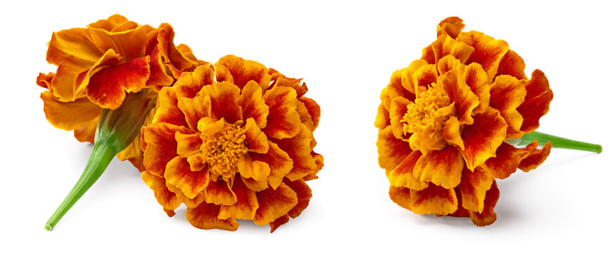 Orange Marigold flower (Tagetes erecta, Mexican marigold, Aztec marigold, African marigold) Tagetes erecta flower isolated on white. clipping path