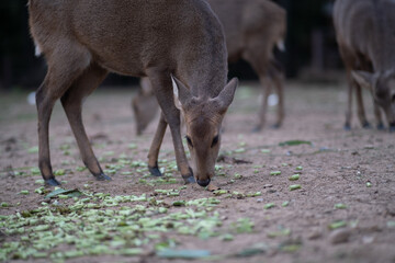 A deer is eating grass in a field