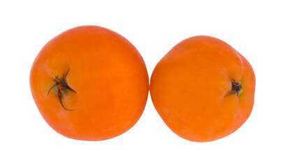 Rowan berries isolated on white background.