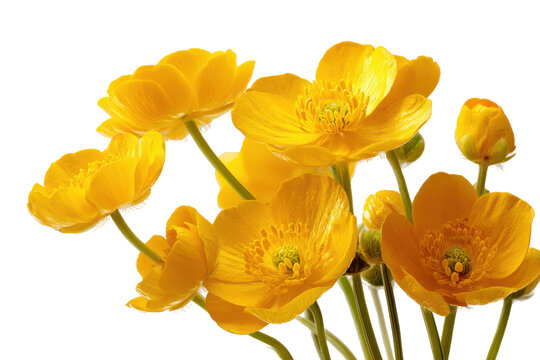 Close up of bright yellow buttercup flowers isolated on transparent background. Vibrant yellow and orange buttercup flowers bloom brightly isolated on white background. - Powered by Adobe