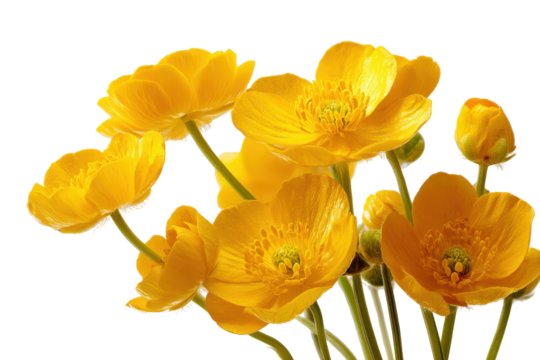 Close up of bright yellow buttercup flowers isolated on transparent background. Vibrant yellow and orange buttercup flowers bloom brightly isolated on white background.