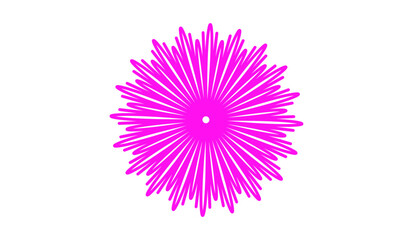 pink chrysanthemum flower