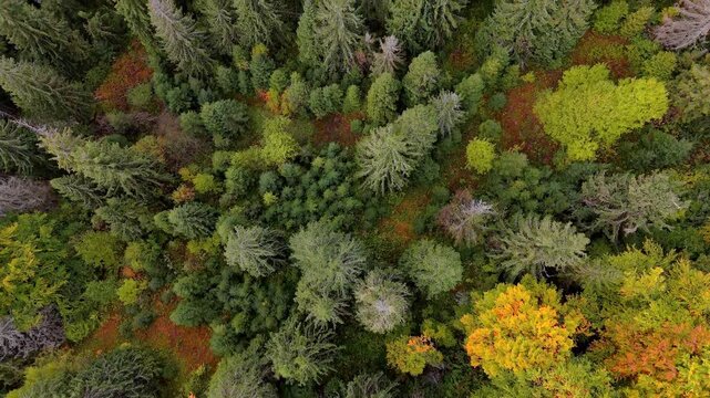 Top down aerial drone view of the autumn forest with colorful trees, texture of the green pine and yellow deciduous treetops in the wild nature