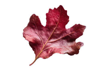Single red lettuce leaf isolated on transparent background. Red oak leaf lettuce isolated on white background.