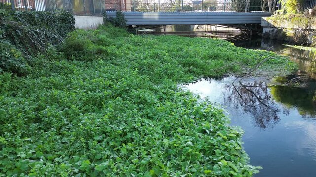 Floating Pennywort Infestation on the River Lea