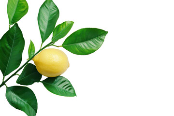 Single ripe lemon on a branch with green leaves isolated on transparent background. Ripe lemon fruit with fresh green leaves isolated on white background.