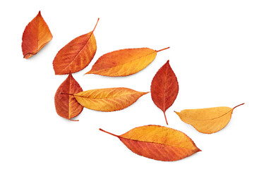 autumn leaves isolated on white background. clipping path