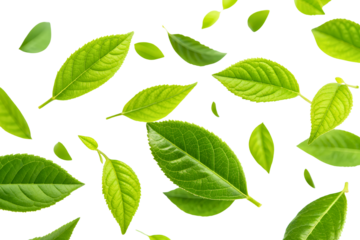 Leaves in the wind, flying fresh green leaves on transparent.