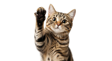 Obraz premium Cute tabby cat raising paw isolated on transparent background