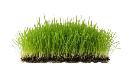 Fresh green wheatgrass with roots isolated on transparent background
