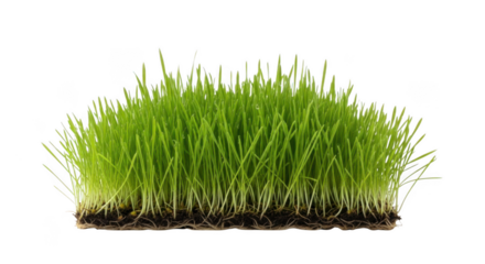 Fresh green wheatgrass with roots isolated on transparent background