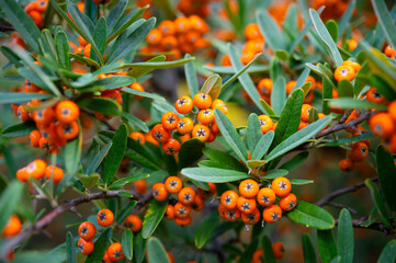 Orange pyracantha fruits on branches with leaves. Ornamental evergreen thorny shrub.
