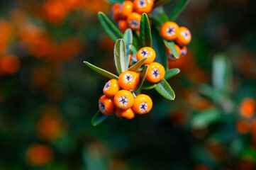 Orange pyracantha fruits on branches with leaves. Ornamental evergreen thorny shrub.