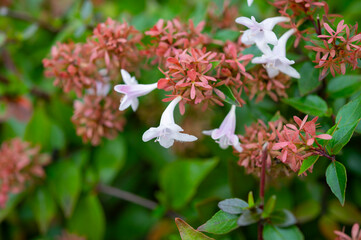 Abelia grandifolia in bloom in a flowerbed. Delicate pink flowers on branches with green leaves.