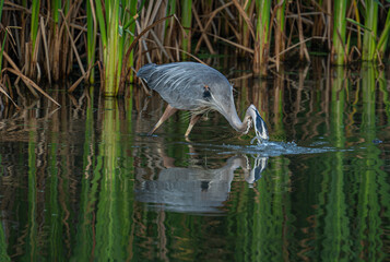 Naklejka premium great blue heron