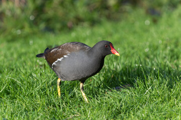 An adult common moorhen (Gallinula chloropus) walks carefully through green grass on a sunny day.