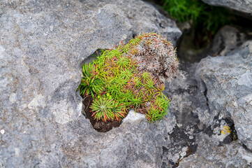 Plants growing in a harsh rocky limestone environment