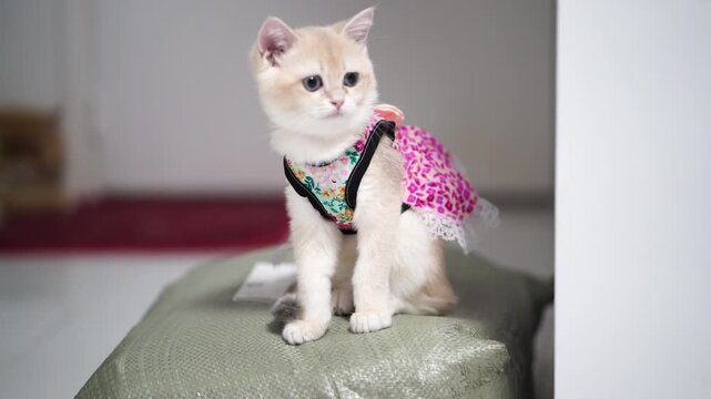 Adorable and Playful Kitten in Colorful Dress on Soft Cushion, Showcasing Cute Nature with Floral Patterns and Lace, Creating Delightful Indoor Scene for Pet Lovers