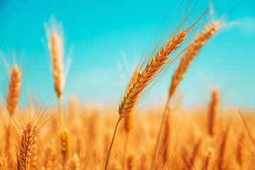 Ripe harvest ready ears of barley crops in cultivated field on sunny summer day