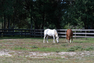 A white and a brown horse eating in a Florida paddock