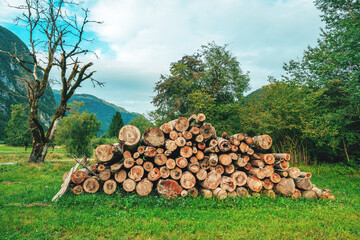 Sawed tree trunks neatly stacked on farmland, prepared for firewood in a traditional Slovenian alpine rural setting.