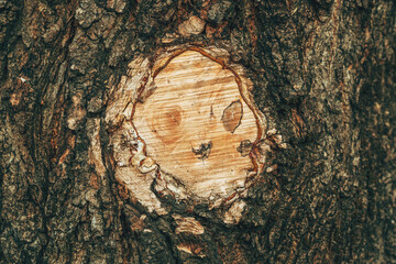 Fototapeta premium Detailed view of a tree trunk showing an exposed wood patch where bark was removed, highlighting natural textures, rings, and organic surface contrast.
