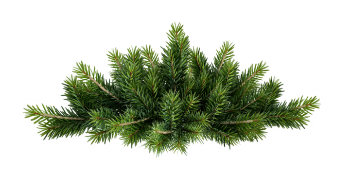 christmas tree with pine tree branches isolated on white
