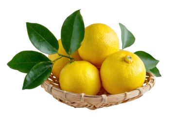 Basket of fresh ripe orange with green leaves isolated on transparent background. Fresh oranges in a wicker basket with green leaves isolated on white background.