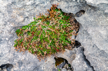 Plants growing in a harsh rocky limestone environment