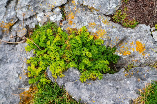 Plants growing in a harsh rocky limestone environment