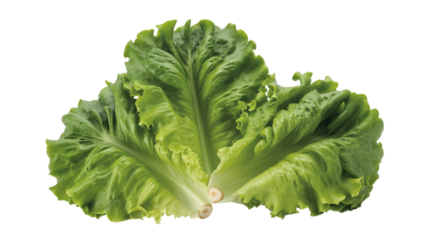 Fresh green lettuce leaves isolated on transparent background