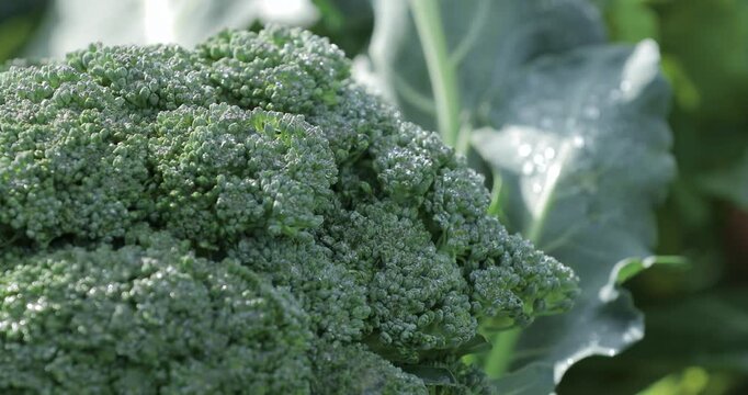 Close-up of ripe broccoli growing on an eco farm bed, with sparkling dew drops catching sunlight. Green leaves softly blurred in the background create a fresh organic food scene.