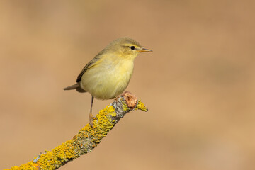 Common Nightingale Perched on Branch – Detailed Wildlife Bird Photography