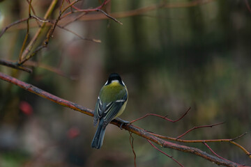 tranquil woodland avian scene, serene moment capturing bird resting on twig in muted natural hues