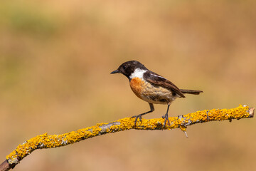 Rock Thrush Perched on Stone – Detailed Wildlife Bird Photography