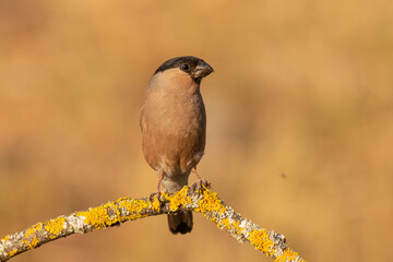 Zitting Cisticola Perched on Reed &ndash; Detailed Wildlife Bird Photography