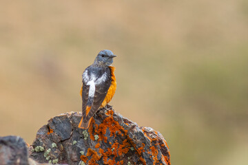 Rufous-Tailed Rock Thrush Perched on Rock &ndash; Detailed Wildlife Bird Photography