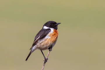 European Stonechat (Saxicola rubicola) perched on branch – detailed wildlife bird portrait