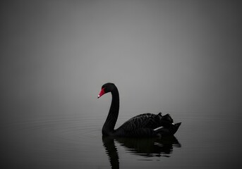 Elegant black swan swimming on calm misty lake water with reflection in monochrome fine art style