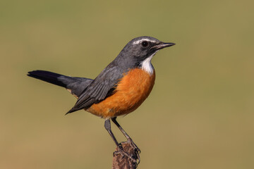 Stonechat Perched on Rock &ndash; Wildlife Bird Photography