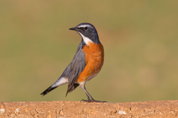 Stonechat Perched on Branch &ndash; Detailed Wildlife Bird Photography