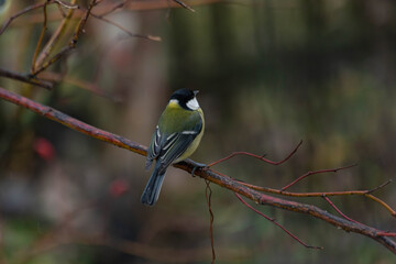 sentinel bird on tranquil branch, silent bird displaying alert stance against blurred natural scenery