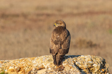 Hawk in Flight – Powerful Bird of Prey Wildlife Photography