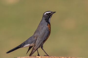 White-throated Robin (Irania gutturalis) perched on branch – detailed songbird wildlife portrait